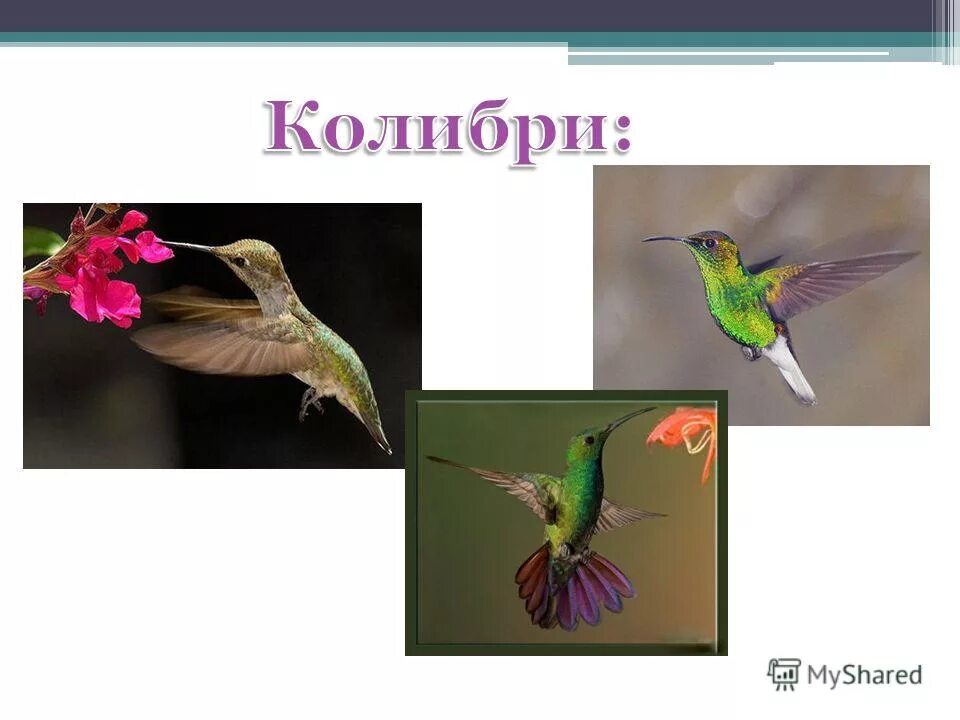 орнитология наука о птицах. раздел зоологии бабочка называется орнитология. зоология изучает птиц. птицы зоология. зоология позвоночных птица.