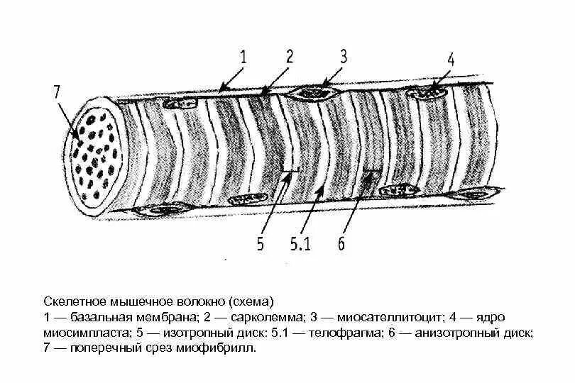 Строение мышечного волокна сарколемма. Скелетная мышечная ткань миосимпласт. Схема строения скелетного мышечного волокна. Скелетное мышечное волокно гистология. Мембрана мышечного волокна