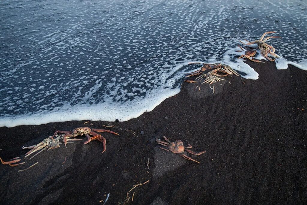 Природа гибнет. Массовая гибель морских животных на Камчатке (2020). Экологическая катастрофа на Камчатке 2020. Камчатка Халактырский пляж загрязнение. Гибель морских животных на Камчатке экологическая катастрофа.
