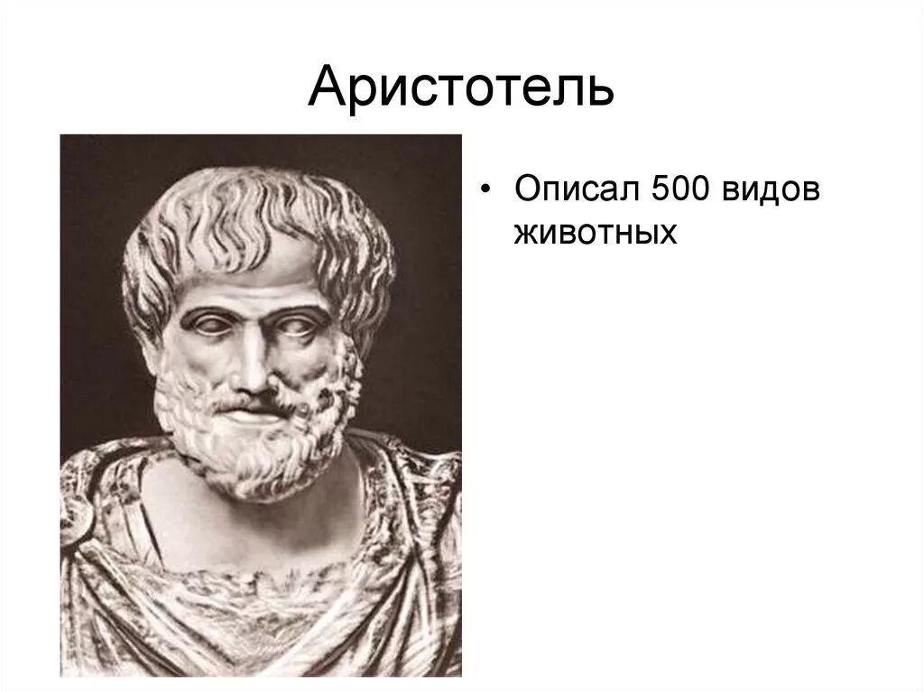 Аристотель (3 век до н. э. ). Аристотель годы жизни. Аристотель портрет. Аристотель даты жизни.