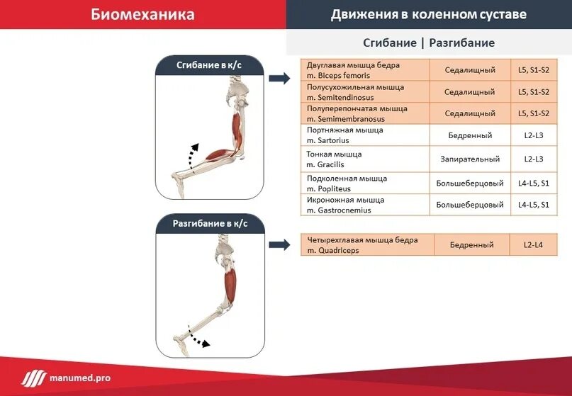 Ограничение движения в коленном суставе. Движения в коленном суставе биомеханика. Биомеханика коленного сустава график. Движение в коленном суставе 78. Сгибание и разгибание голеностопного сустава 130 70.