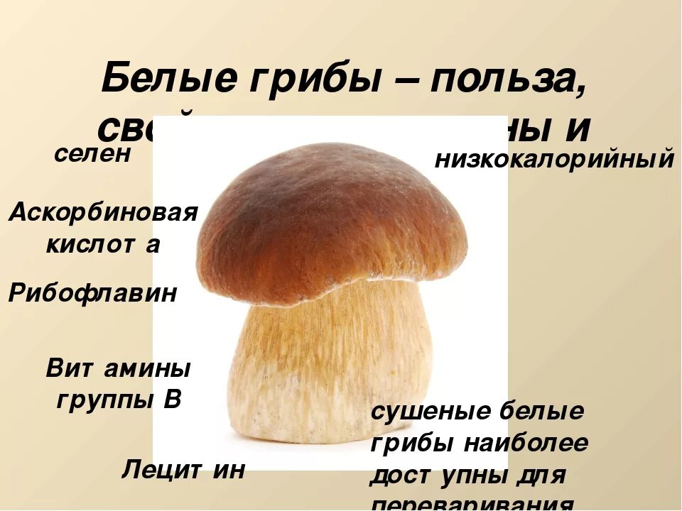 Питательные вещества содержащиеся в грибах. Витамины белый гриб. Чем полезен белый гриб. Белые грибы название. Полезность грибов.