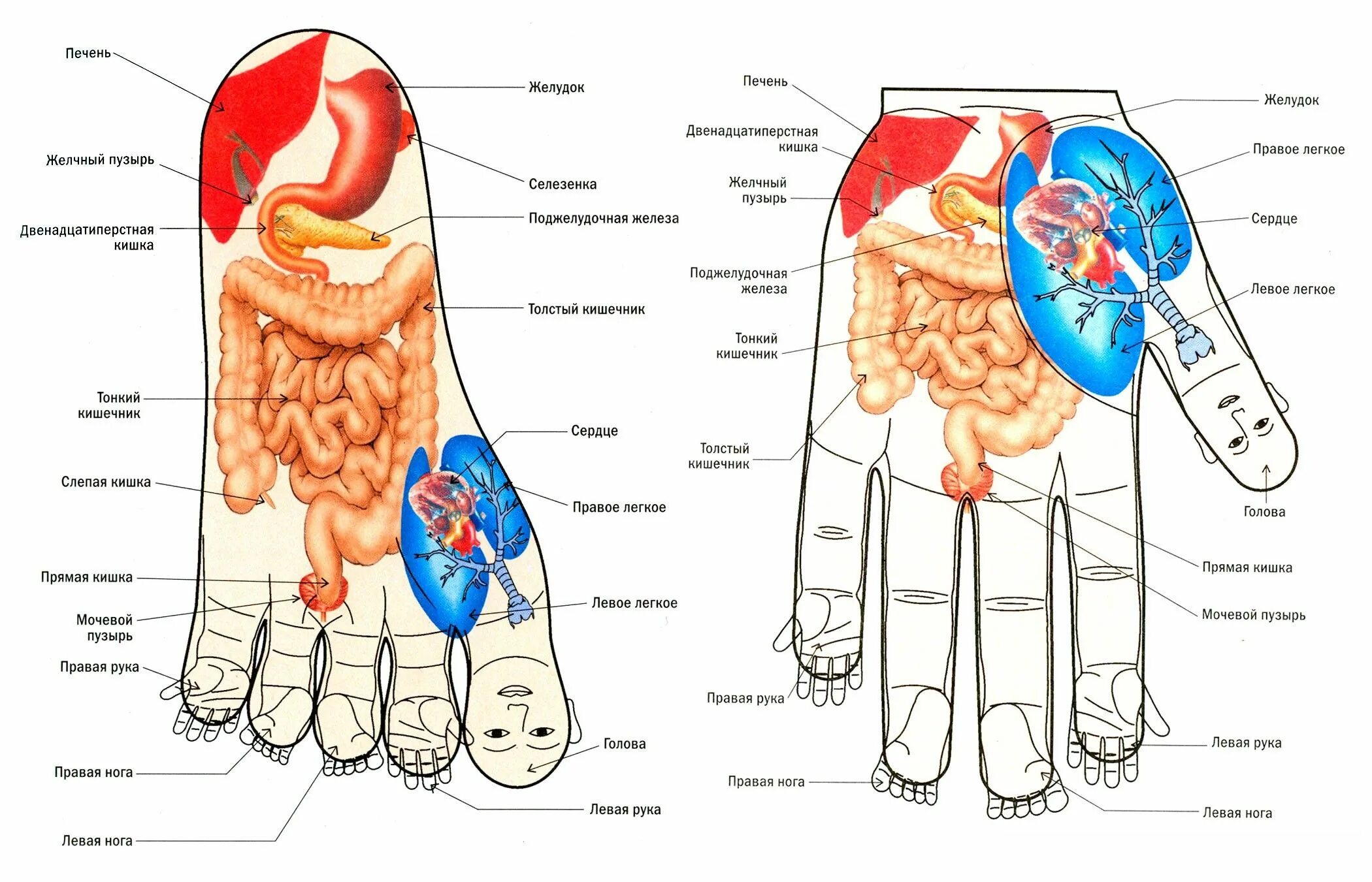 Су Джок точки на стопе. Точки Су Джок на ладони. Точки Су Джок на ладони схема. Су Джок система соответствия кисти. Местоположение рук