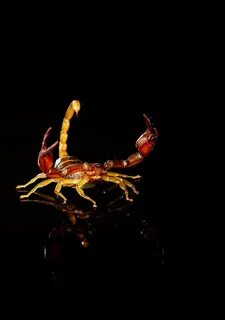 Scorpion night