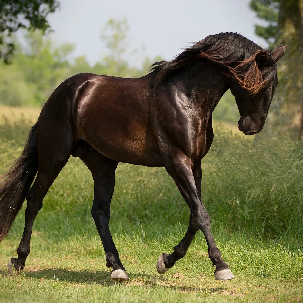 Коне тоне. Фризская лошадь гнедая. Караковая гнедая лошадь. Вороно пегая масть. Саврасая масть.