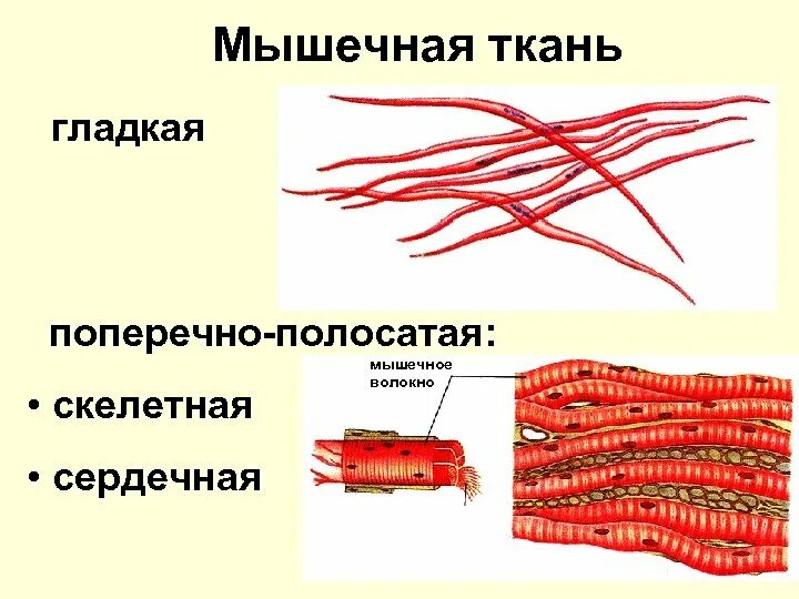 Изображение поперечно полосатой скелетной мышечной ткани. Рисунок волокна поперечнополосатой мышечной ткани. Плперечнополосатая мвшечкая ткань стртение. Клетки поперечно-полосатой мышечной ткани рисунок. Схема поперечно полосатой мышечной ткани.