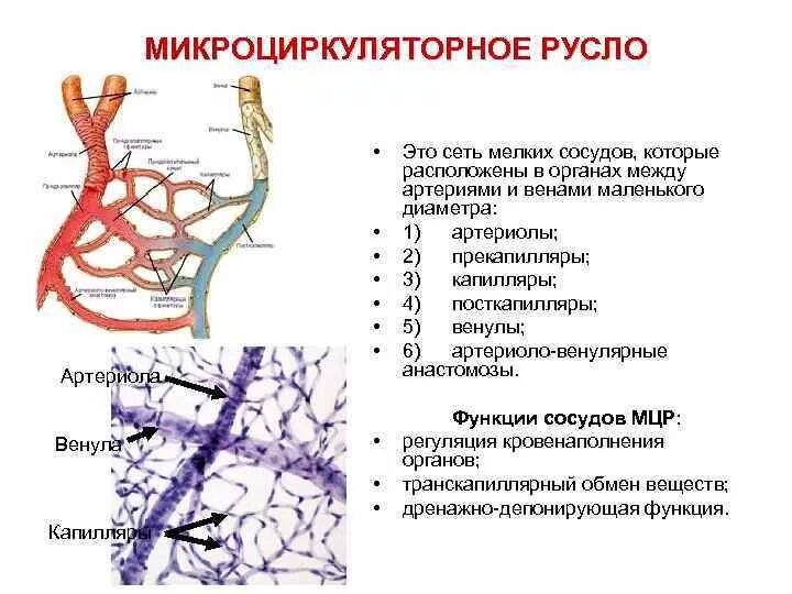 Строение артериолы гистология. Схема микроциркуляторного русла кровообращения. Схема микроциркуляторного русла гистология. Артериолы капилляры венулы гистология. Артерии и вены тест