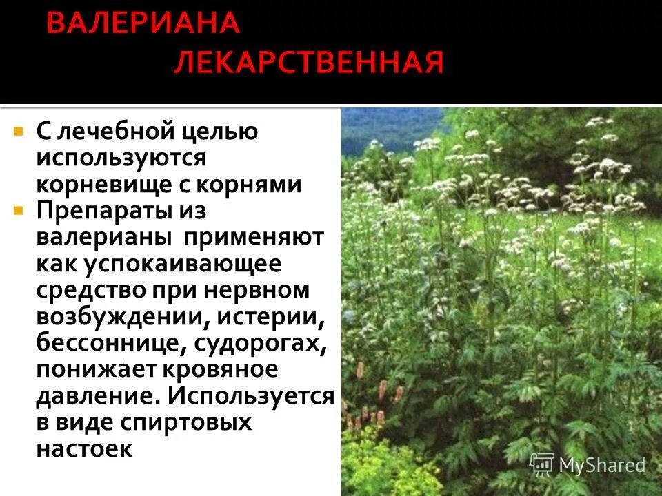Пустырник пятилопастный строение. В каких лечебных целях используется. Лечебные растения. Лекарственные растения пижма обыкновенная. Полынь горькая лекарственное растение.