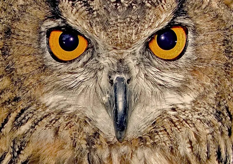 Facilities owl. Слепая сова. Сова с зелеными глазами. Нос совы. Филин (the owl) 1991.