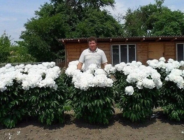 Информация для СМИ: вишневая аллея "Et Cetera" в Парке имени Ю.М. Лужкова.
