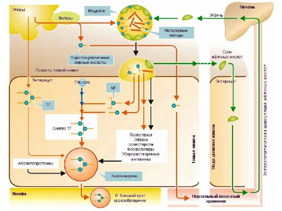 Всасывание жирных кислот. Схема всасывания липидов. Схема всасывания жиров в тонком кишечнике. Механизм всасывания жирных кислот в тонком кишечнике. Всасывание жиров схема.