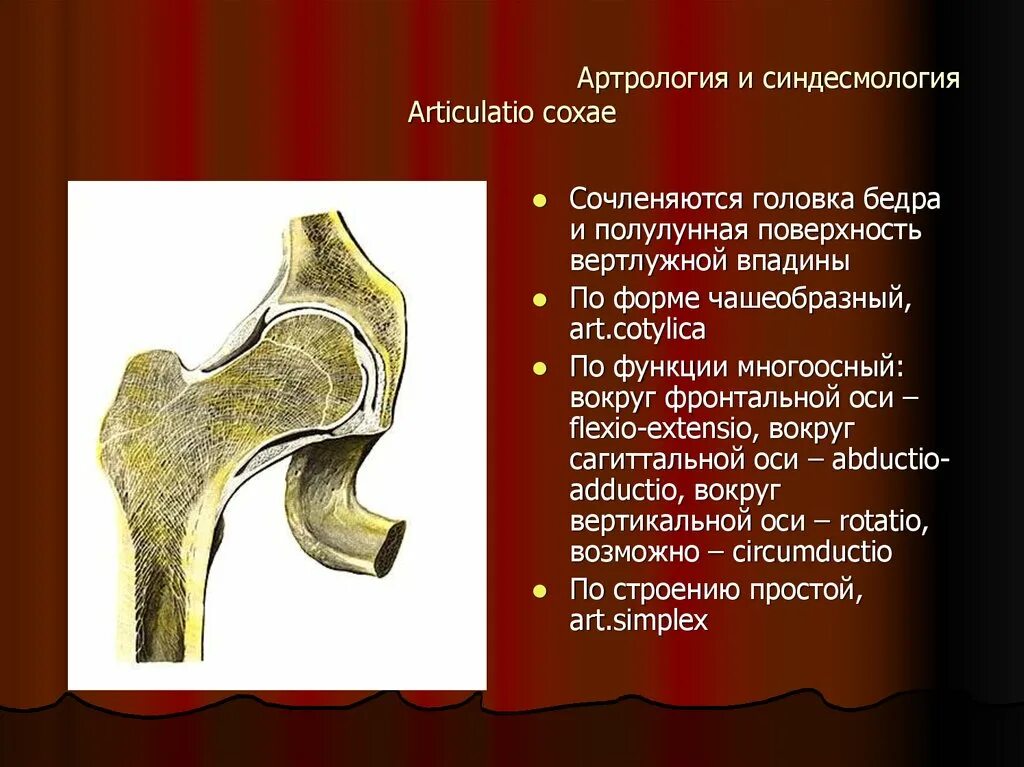 Чем покрыты суставные поверхности костей. Артрология. Артрология синдесмология. Полулунная поверхность вертлужной. Артрология анатомия.