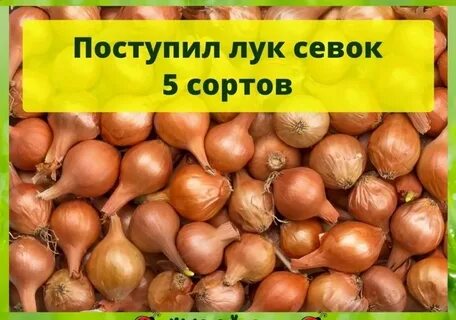 Оби лук