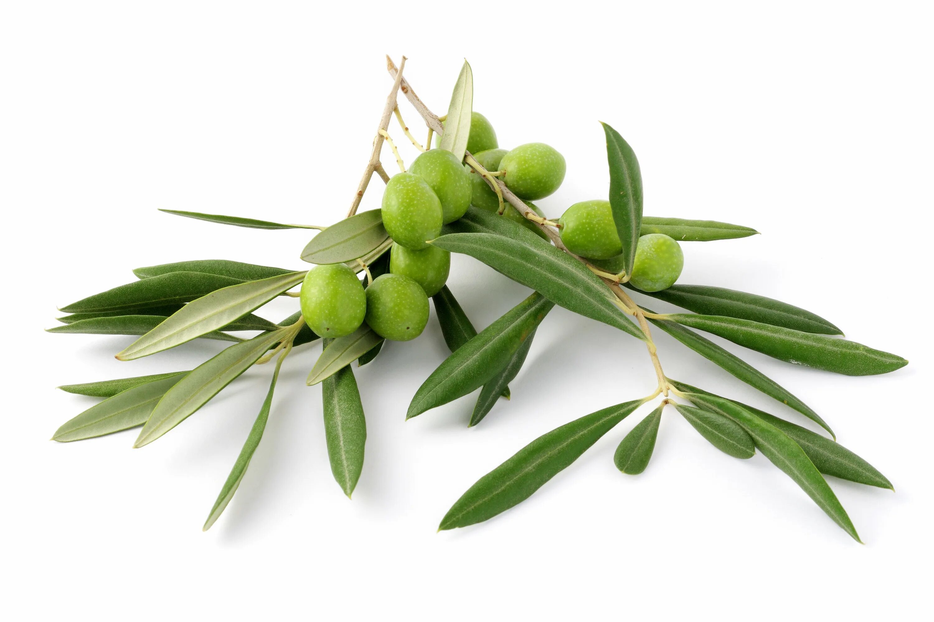 Olive ii