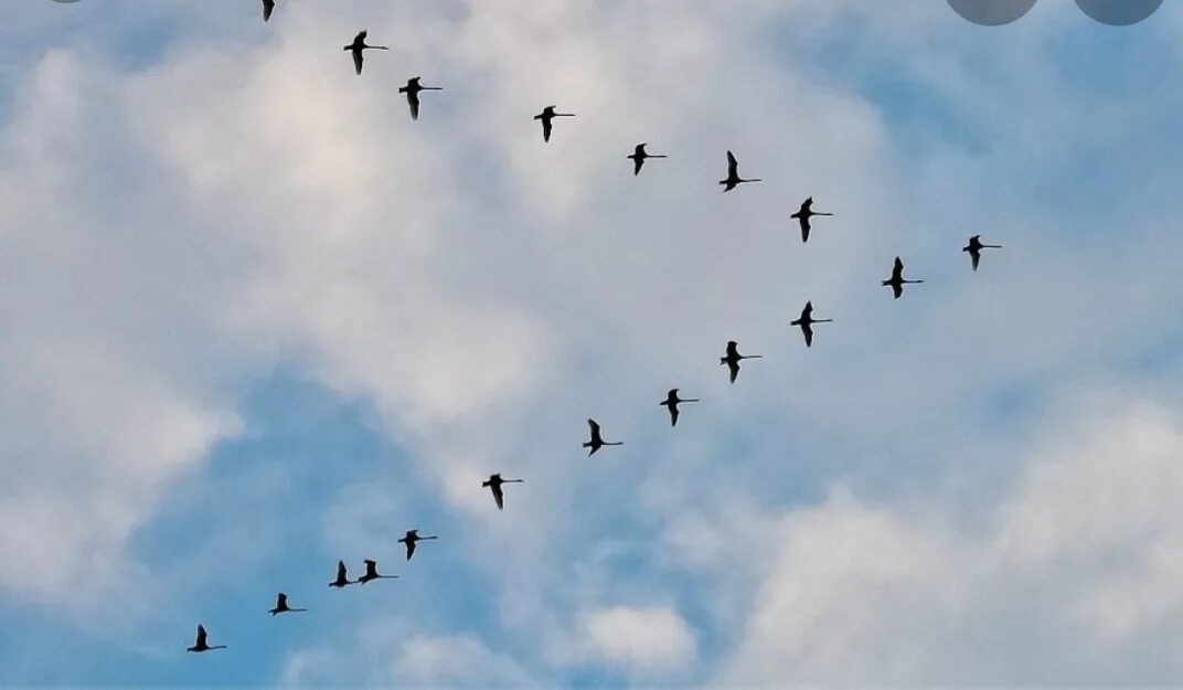 гуси перелетные птицы клин. клин журавлей стефашина. клин журавлей. перелётные птицы журавлиный клин. клин журавлей в небе.