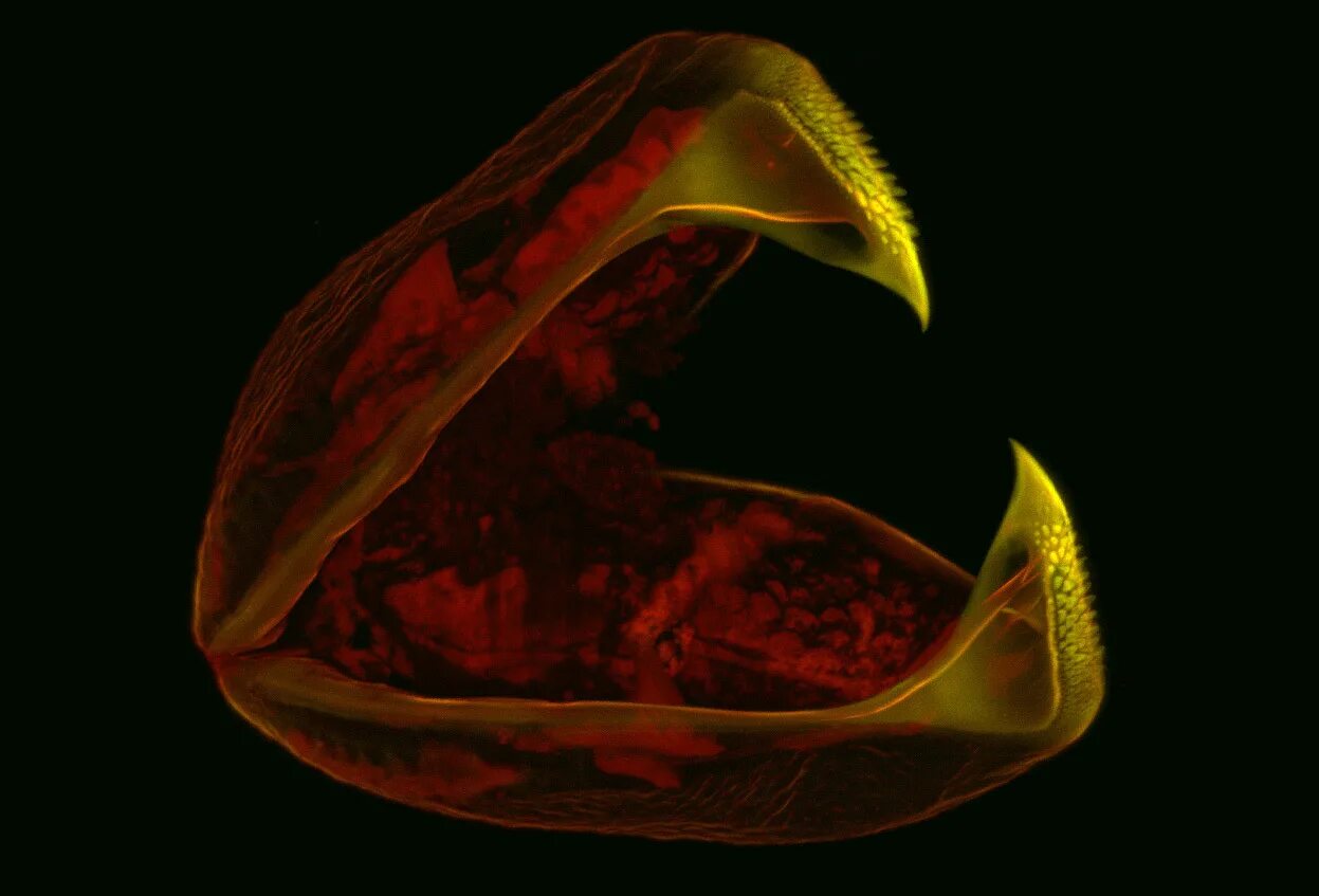 глохидий беззубки. глохидий паразитическая личинка. глохидий. строение личинки перловицы глохидия. глохидии личинки беззубки.