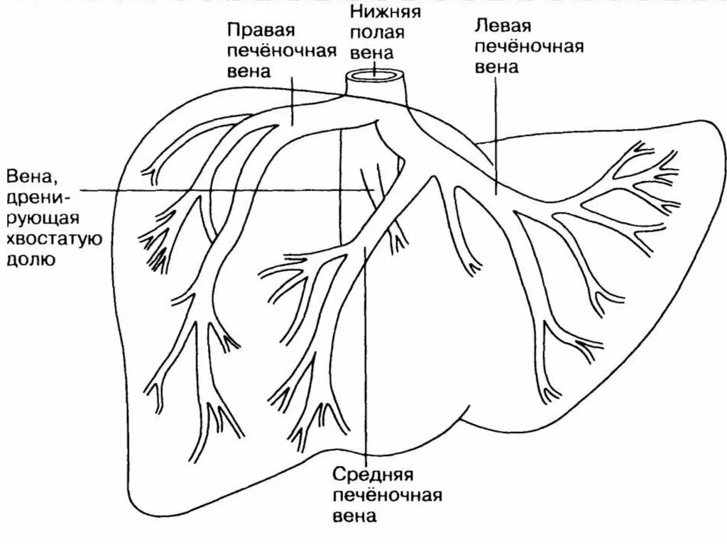 Печеночные вены анатомия нижняя полая. Нижняя полая Вена и печень. Воротная Вена печени анатомия. Левая печеночная Вена анатомия.