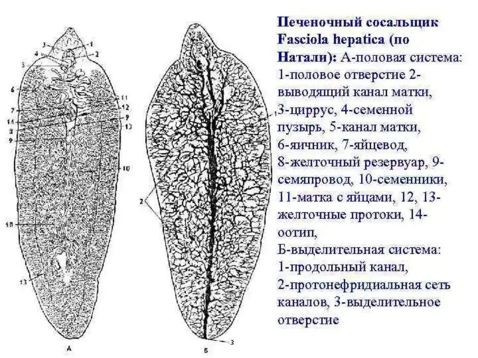 Черви-сосальщики – трематоды. Внутреннее строение печеночного сосальщика. Сосальщики плоские черви. 4. Паразит печеночный сосальщик.