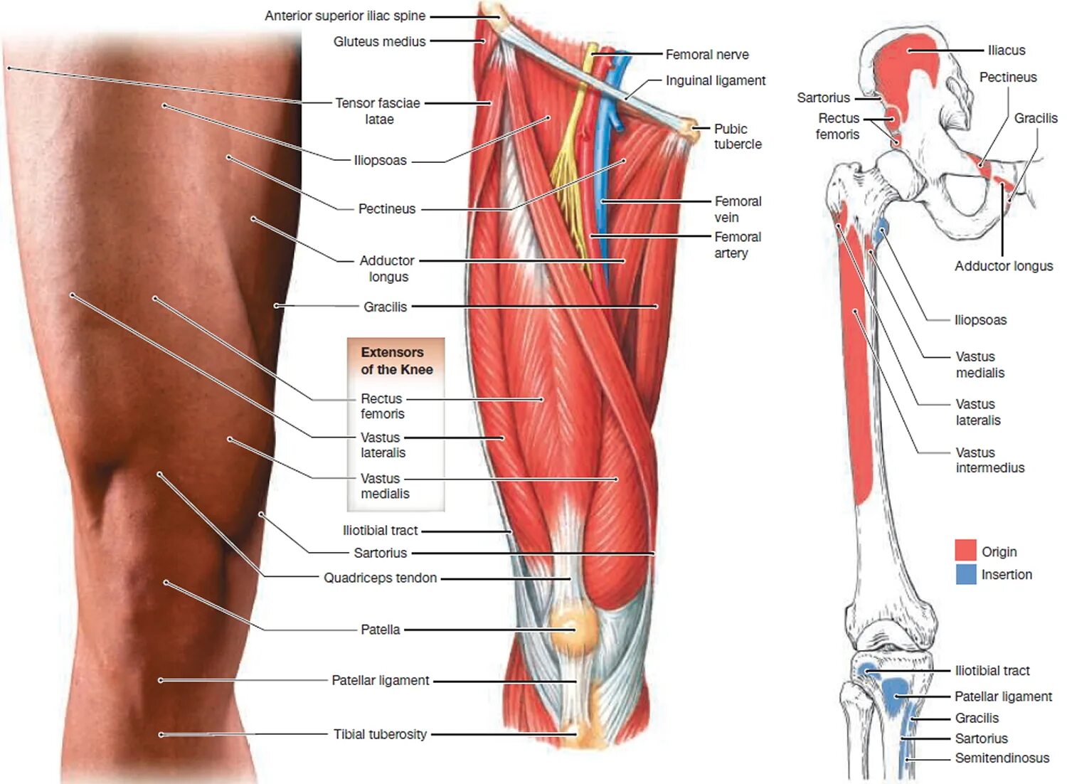 Болят ноги в паху у мужчин. Анатомия бедра человека мышцы и связки. Анатомия нижних конечностей миология. Анатомия задней поверхности бедра. Анатомия нижней конечности мышцы и связки.