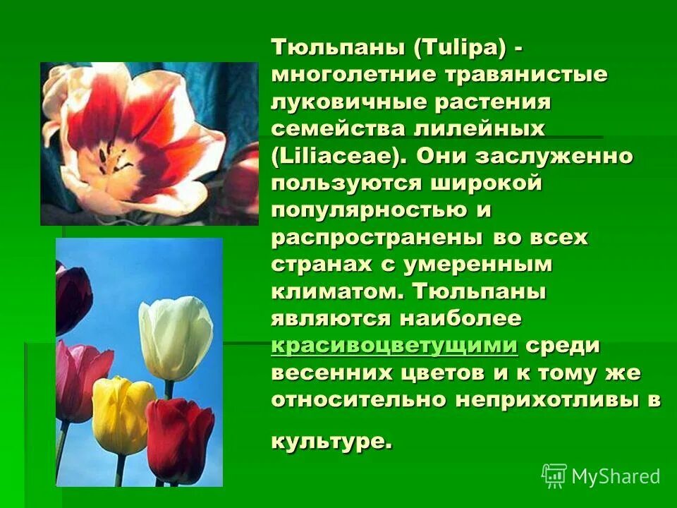 Тюльпаны это символ. Лилейные тюльпаны. Тюльпаны для презентации. Семейство Лилейные тюльпан. Описание тюльпана.