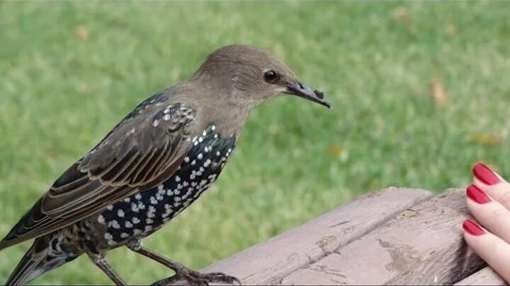 Какие птицы в москве фото Птицы в Москве и Подмосковье. Birds of Moscow and in the Moscow region, Russia.