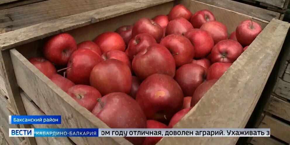 Яблоня сорт мальт богоевский. Яблоко "голден" кабардино-балкария,. Бжедуховская сбор яблок. Яблоко кабардино балкария авито. Яблоко "голден" кабардино-балкария,.