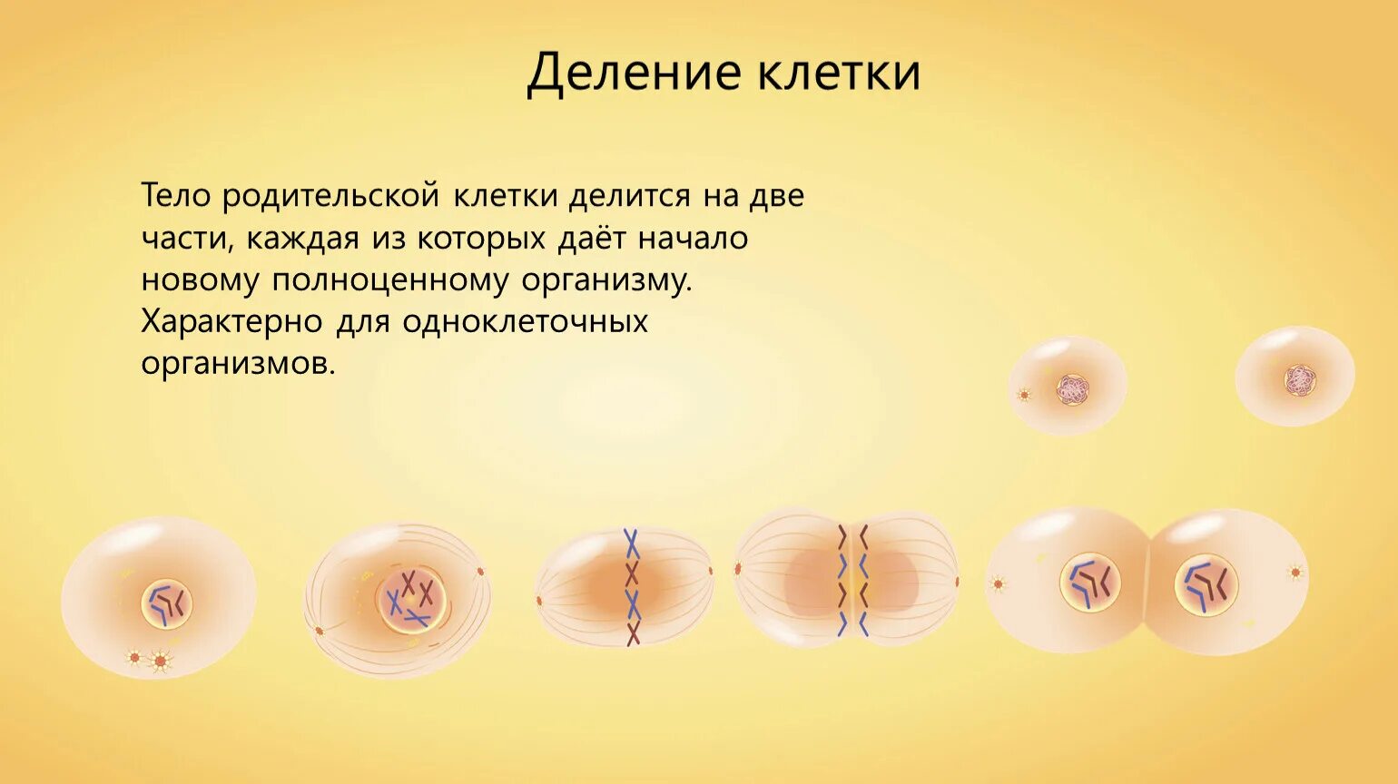 Деление клеток обеспечивает организму. Процесс деления клетки 6 класс биология. Деление клетки 6 класс биология. Деление клетки на две части. Шесть этапов деления клетки.