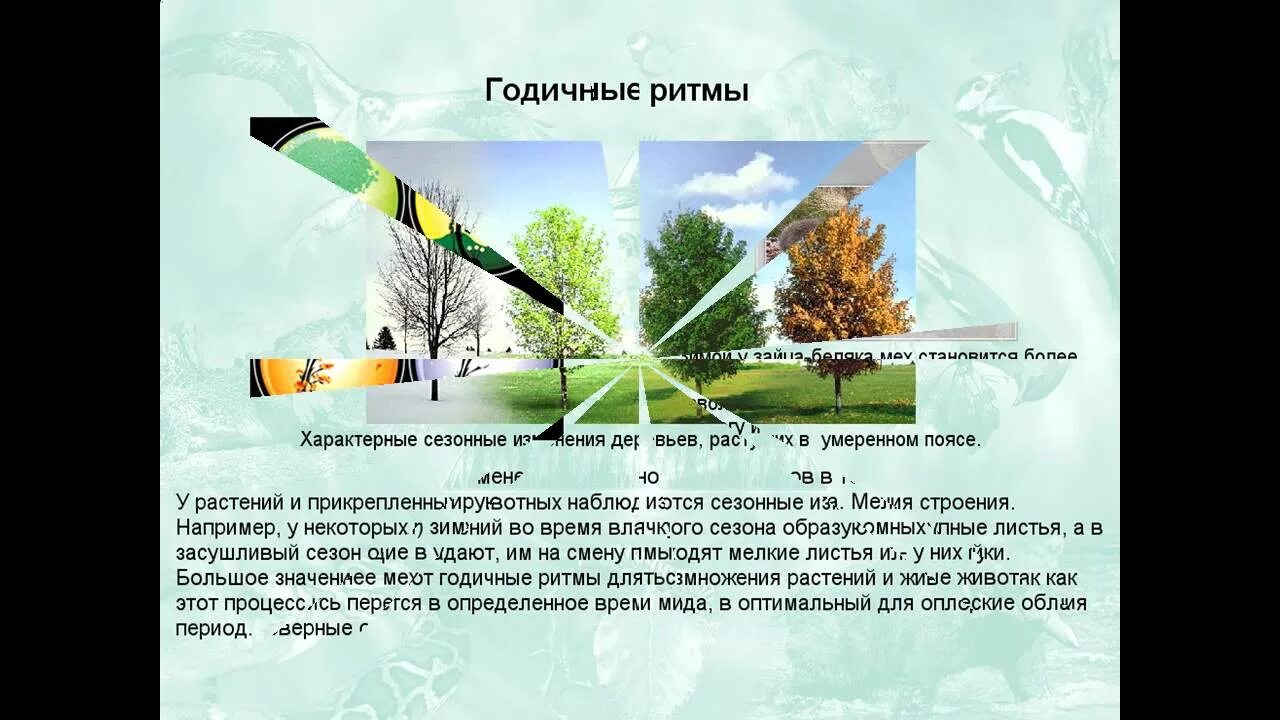 Годовой ритм природных явлений выражен в. Сезонные ритмы у растений 6 класс биология. как проявляются в вашей жизни суточные ритмы география 5 класс ответы.