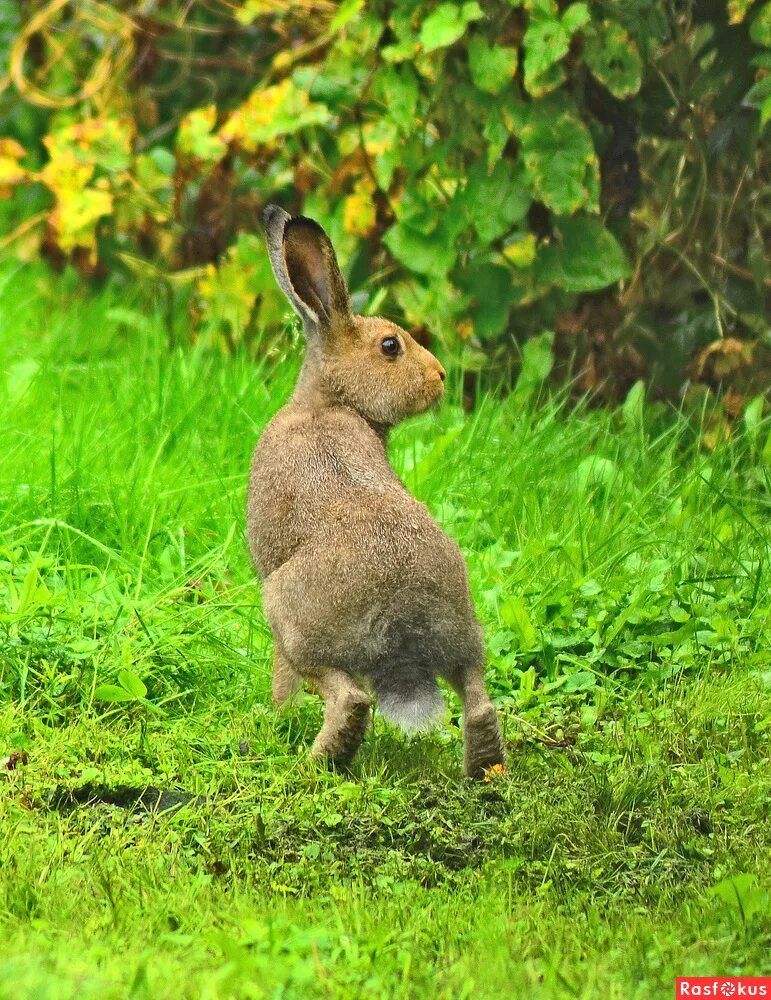 заяц плачет. волшебный заяц. грустный кролик. кролики. плачущий зайка.
