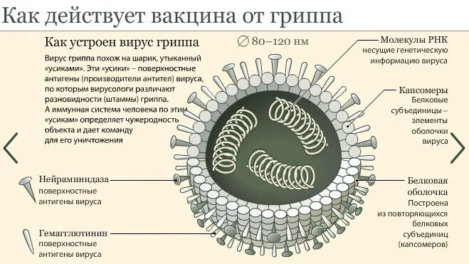 Действие вируса гриппа. Вакцина от вируса гриппа. Поверхностные антигены вируса гриппа. Как действует вакцина от гриппа. Механизмы действия вируса гриппа.