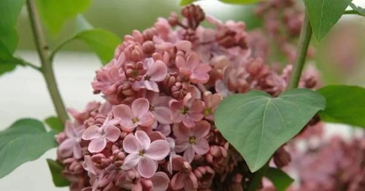 Сирень мулатка фото. Syringa vulgaris мулатка. Сирень обыкновенная mulatka. Сирень обыкновенная мулатка (с3). Сирень сорт мулатка.