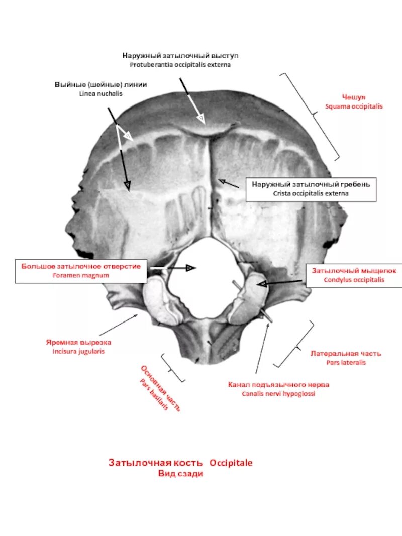 Мыщелки черепа. Затылочный мыщелок анатомия. Верхняя выйная линия затылочной кости. Анатомия затылочной кости. Яремное отверстие затылочной кости.