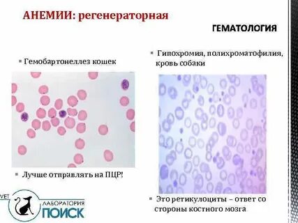 Гемобартонеллез у кошек