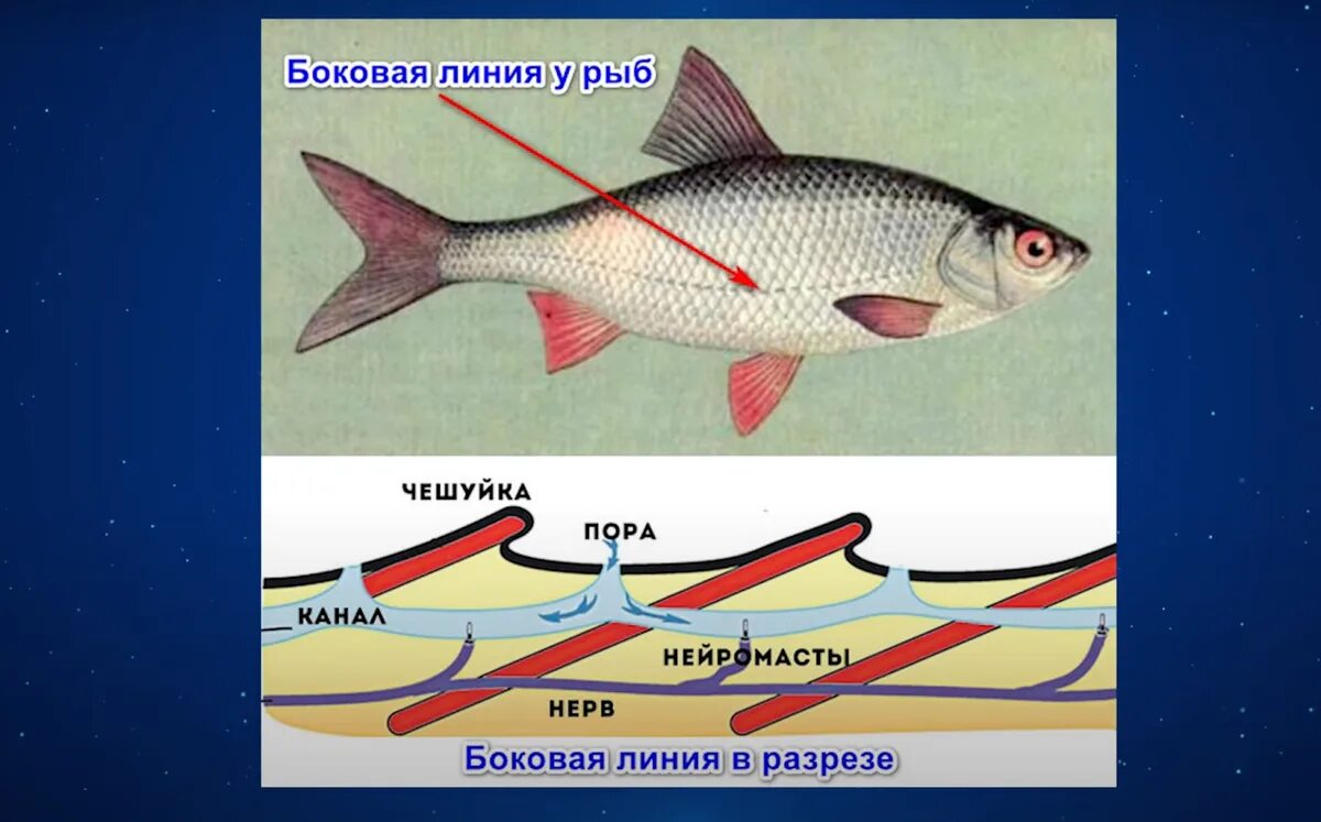Боковая линия это орган. Строение органа боковой линии у рыб. Органы чувств рыб боковая линия. Строение боковой линии у рыб. Боковая линия костных рыб.