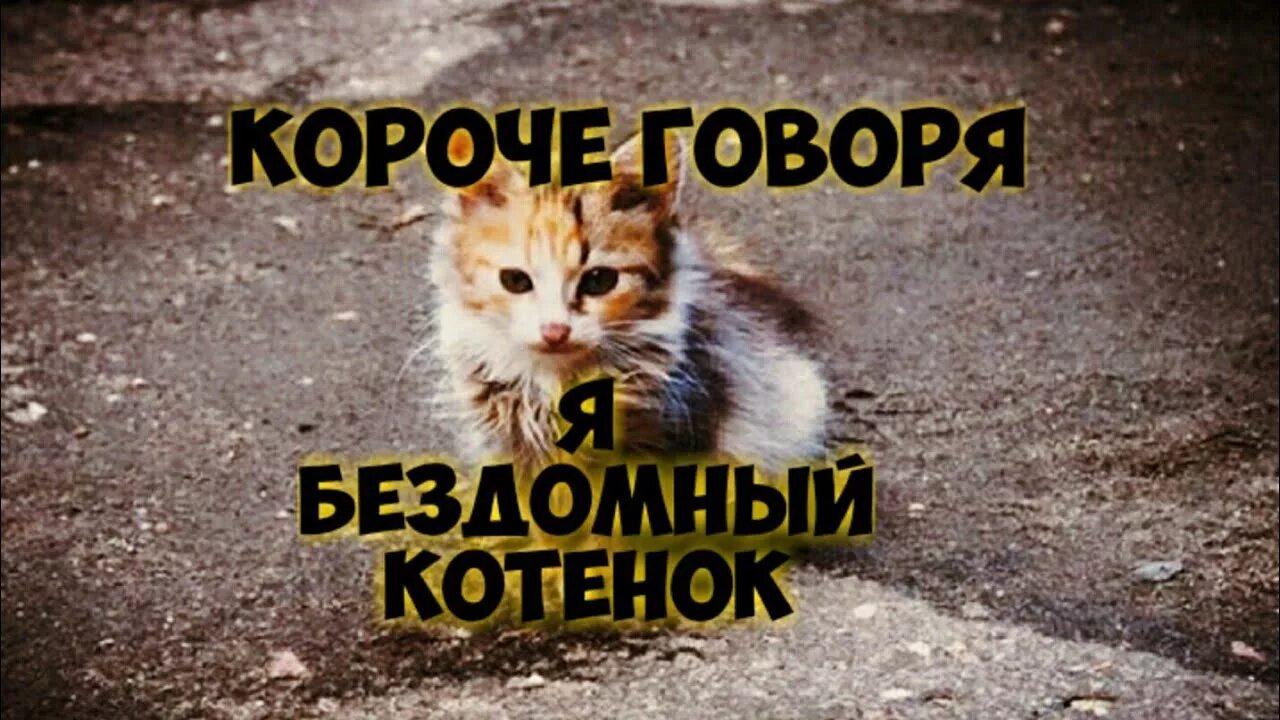 Грязный бездомный котенок. Песня бездомной кошки. Песня бездомной кошки. Издевательство над животными. Покажи на рынке бездомных котят.
