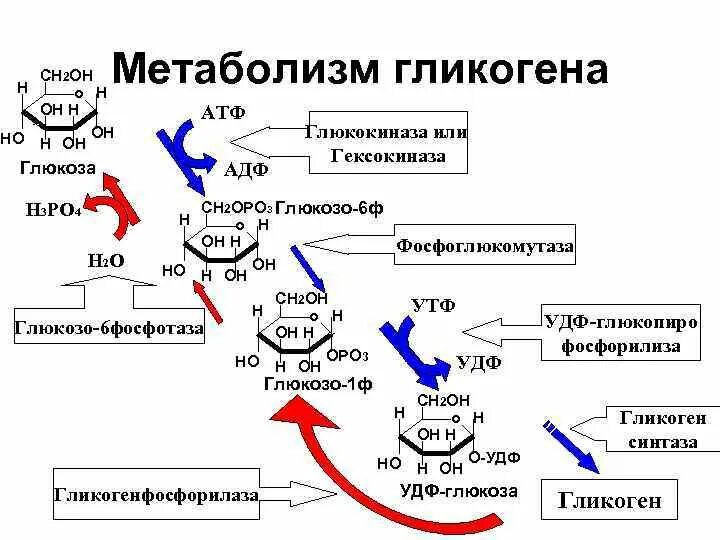 Метаболический путь ферментов. Схема метаболизма гликогена в гепатоцитах. Метаболическая регуляция синтеза гликогена. Схема обмена гликогена биохимия. Схема реакций расщепления гликогена.