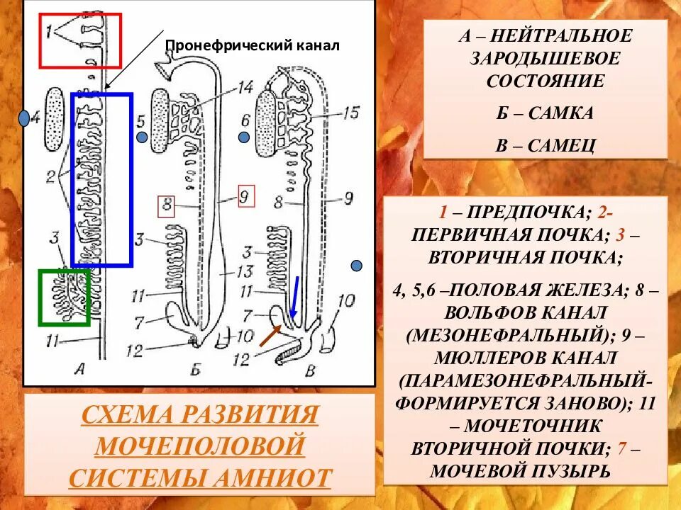 Филогенез выделительной системы таблица. Филогенез выделительной системы. Филогенез выделительной системы человека. Филогенез мочевой системы.