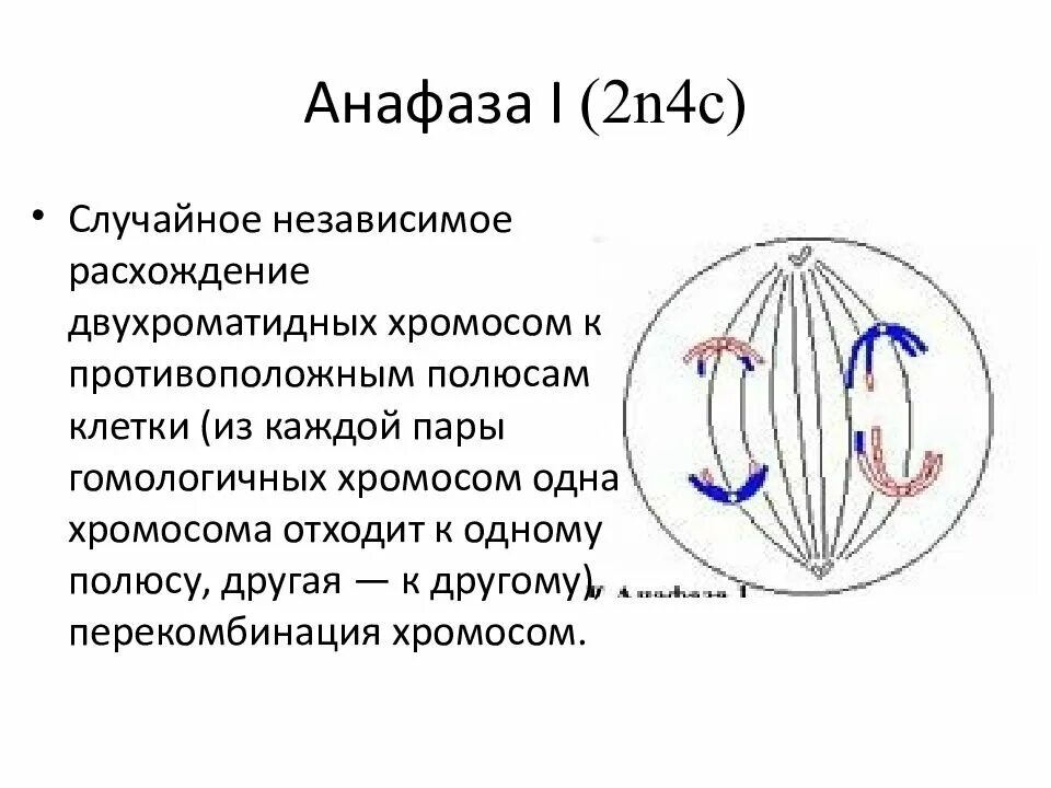 Сколько клеток в анафазе. Анафаза 1 и 2. Анафаза ооцита 1. Анафаза митоза кратко. В анафазе 1 клетка гаплоидна.