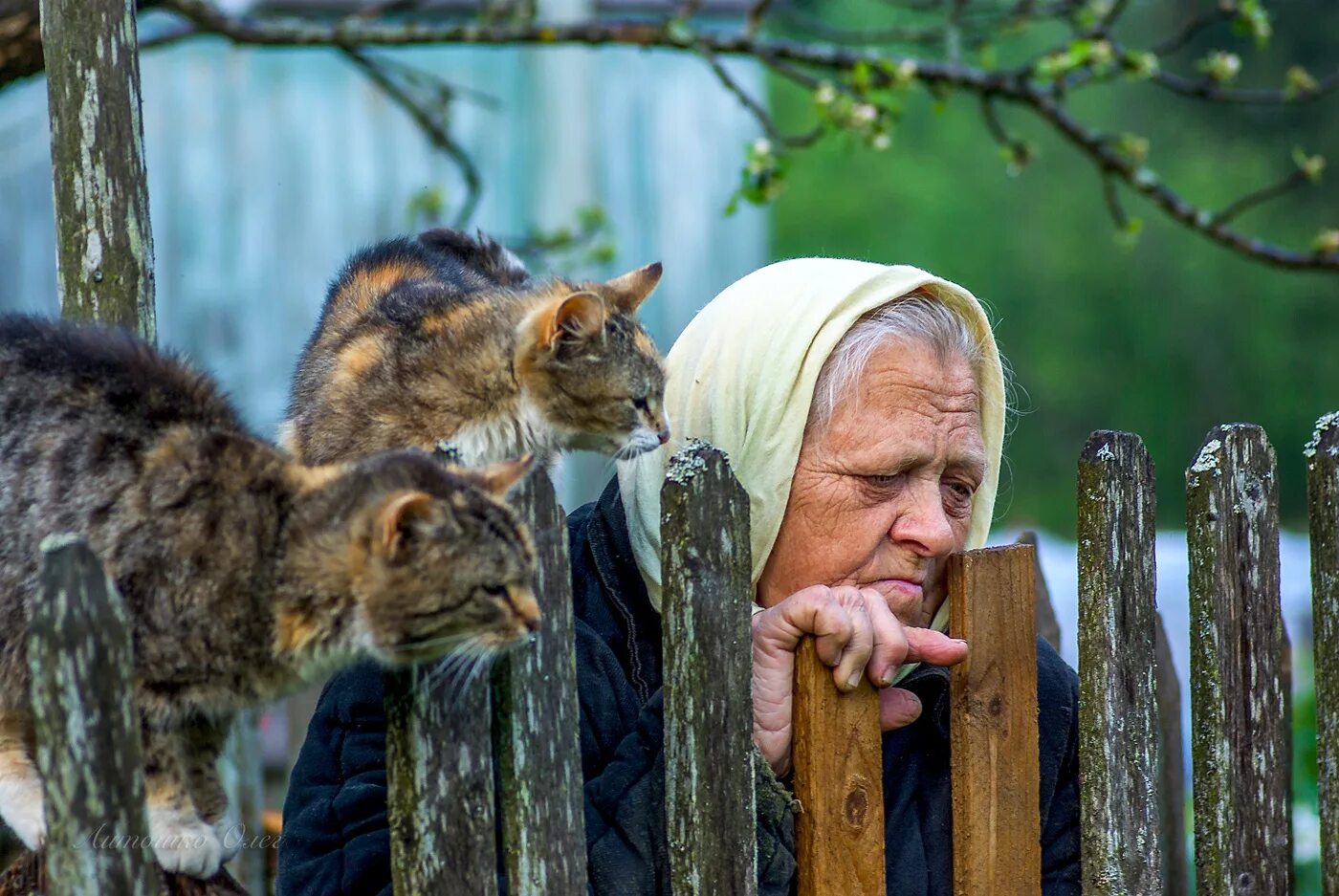 Бабушка и кот в деревне. Старушка с котом. Бабушка с кошкой. Бабуля с котиком. Кидай выберем