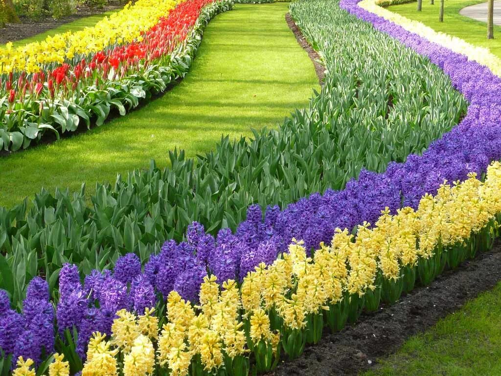 Фото красивых цветов для сада и названия. Рабатка Тунберга. Кёкенхоф рабатка. Рабатка Версаль. Рабатка Тунберга однолетник.