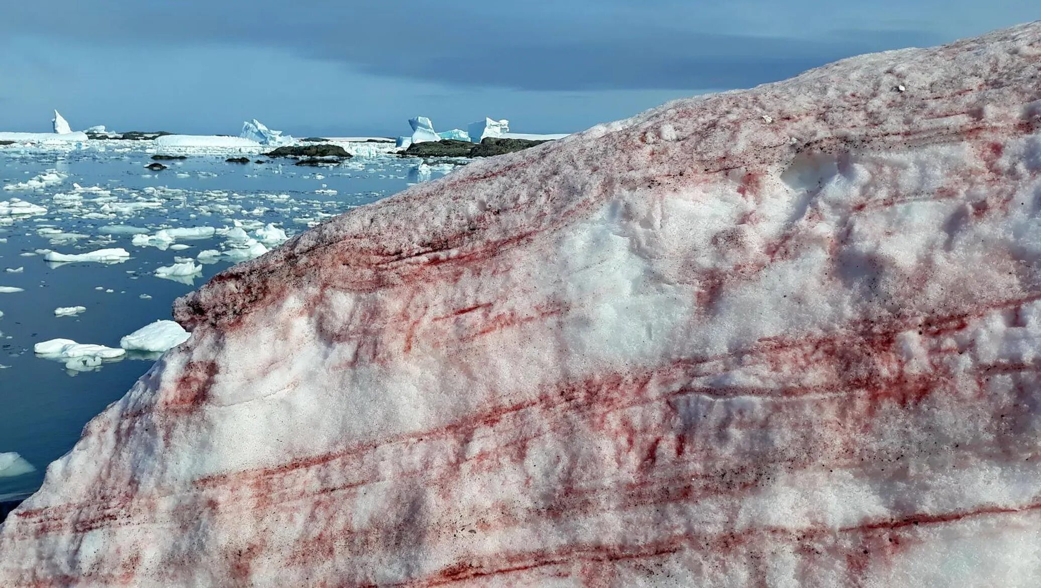 Красный снег хламидомонада. Хламидомонада Снежная Chlamydomonas nivalis. Арбузный снег в Антарктиде. Кровавый водопад в Антарктиде. Радиация в антарктиде
