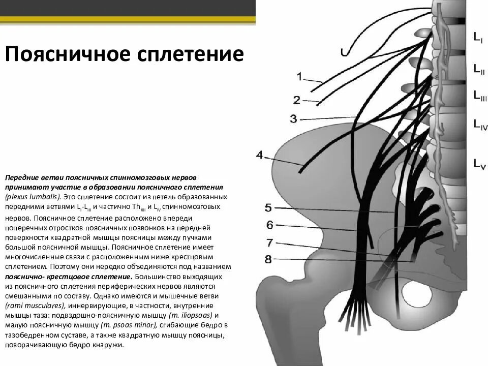 Периферические нервы и сплетения. Ветви поясничного сплетения. Мышечные ветви поясничного сплетения. Бедренно-полового нерва. Ветви бедренно-полового нерва.