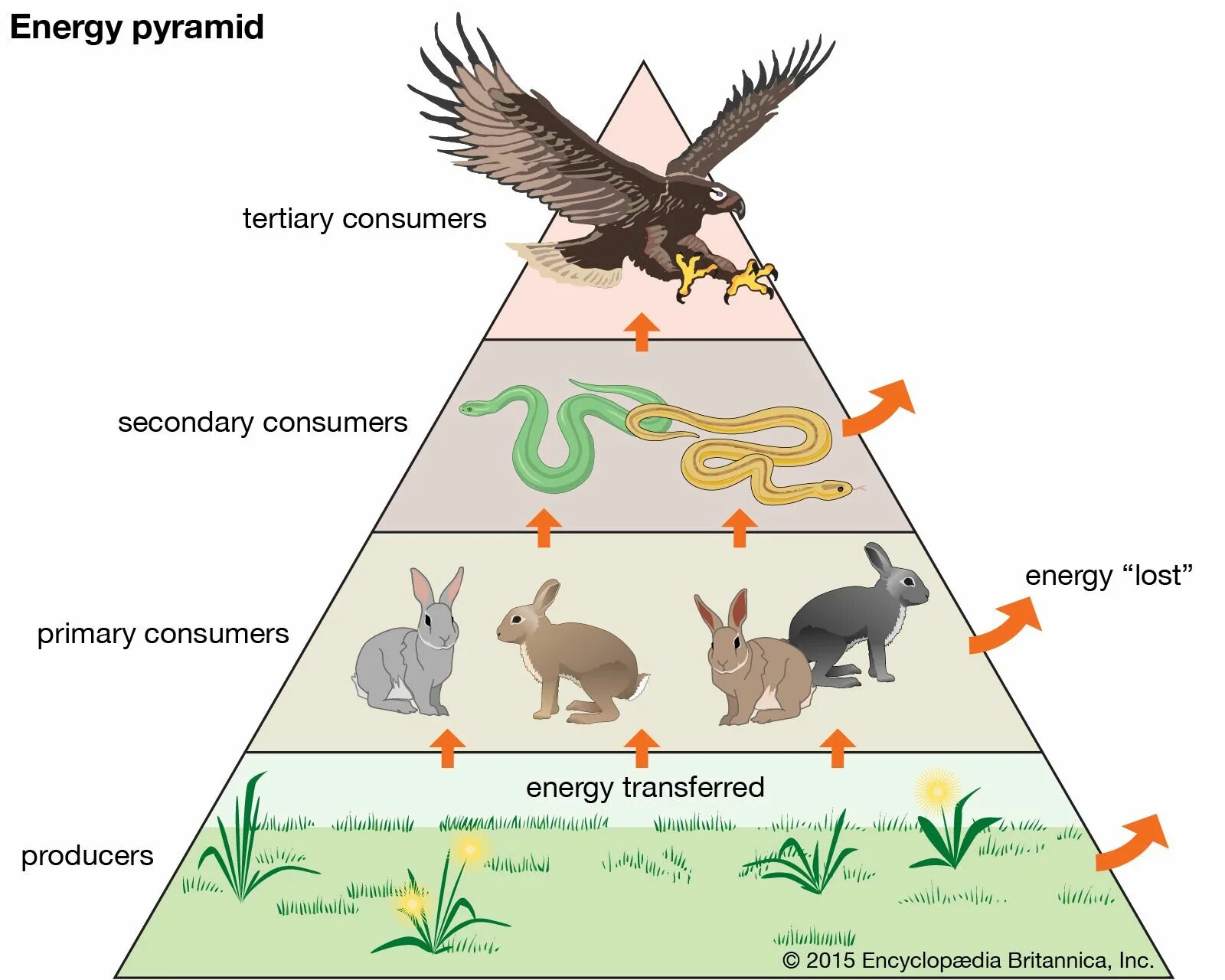 Трофическая пищевая цепь из 10 уровней. Трофические цепи пищевая пирамида. Цепи питания биология пирамиды. Пищевая цепочка биология пирамида. Трофические цепи, экологические пирамиды..