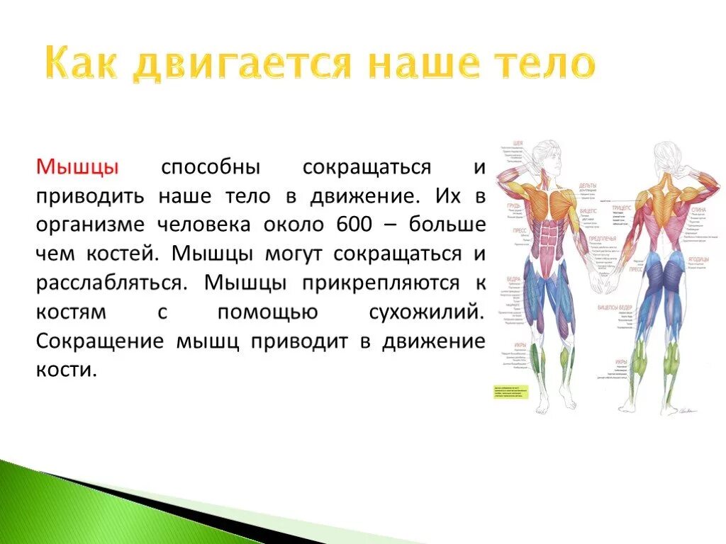 Как работает наш организм презентация 3 класс. Мышцы способны сокращаться и расслабляться. Как движется тело. Доклад на тему как человек двигается. Мышцы человека 3 класс.