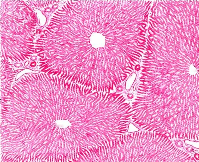 Клетки печени человека гистология. Гепатоциты печени гистология. Печеночная долька гистология. Клетки печени гистология препарат.