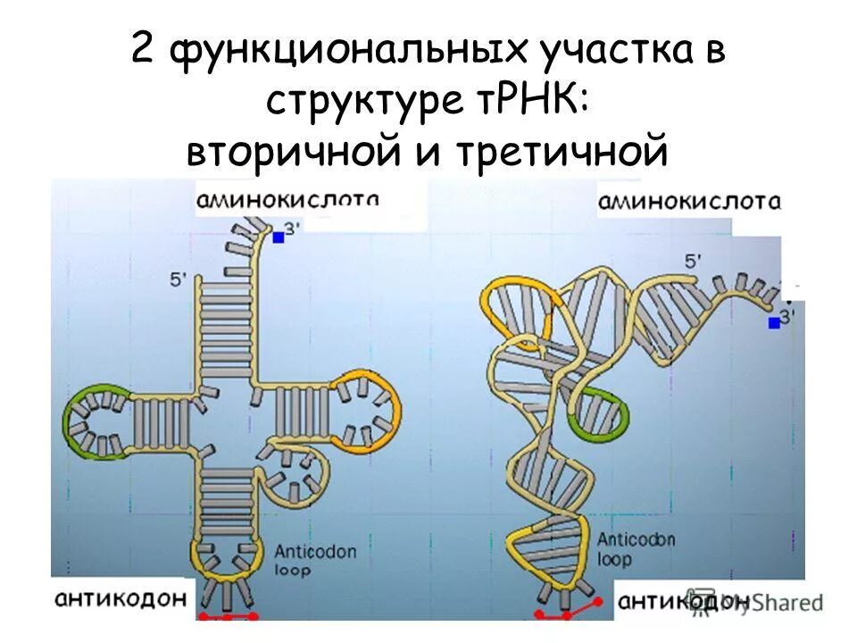 Соединение трнк с аминокислотой. Структура ТРНК. Функциональный участок транспортной РНК. Функциональный участок ТРНК. Вторичная и третичная структура ТРНК.