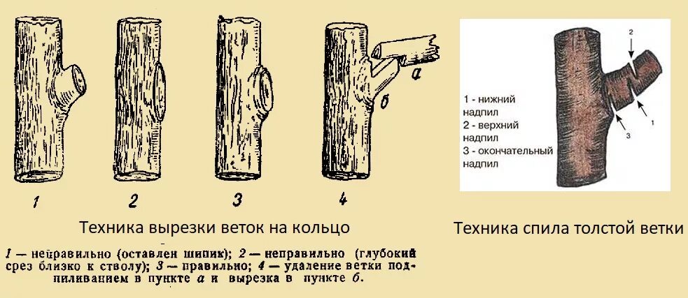 Срез на кольцо. Межузловой срез ветки. Обрезка деревьев на кольцо. Правильно спилить ветку. Правильный срез ветки.