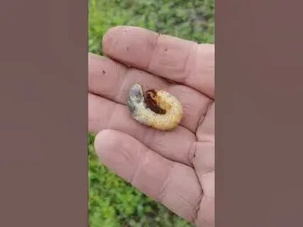 Сколько живет личинка