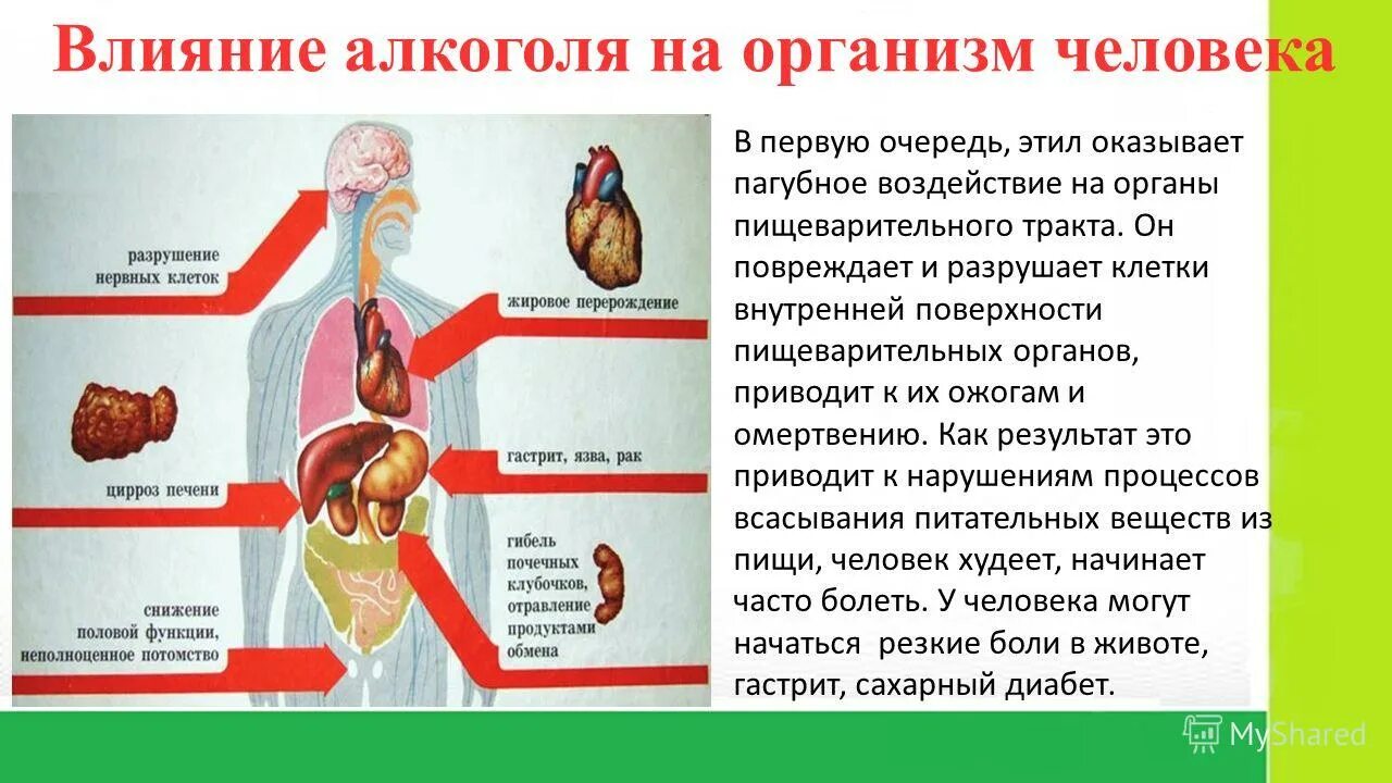 Прост в первую очередь. Какое влияние оказывает алкоголь на организм человека.