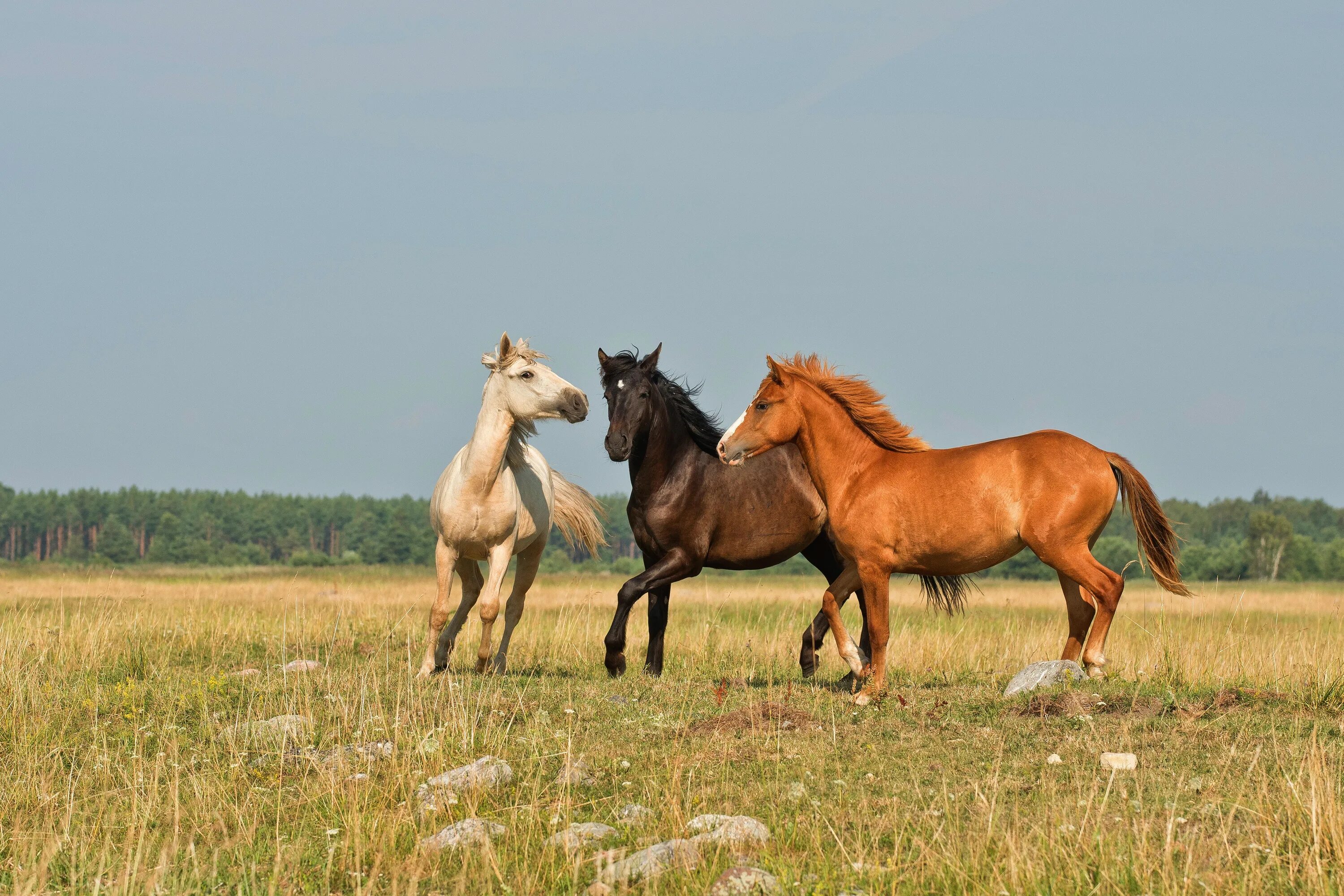 Тройка гоголь. Лошадей 3 лет. Лошадей 3 лет. Лошадка раскраска для детей. Конюшни в нижегородской области.